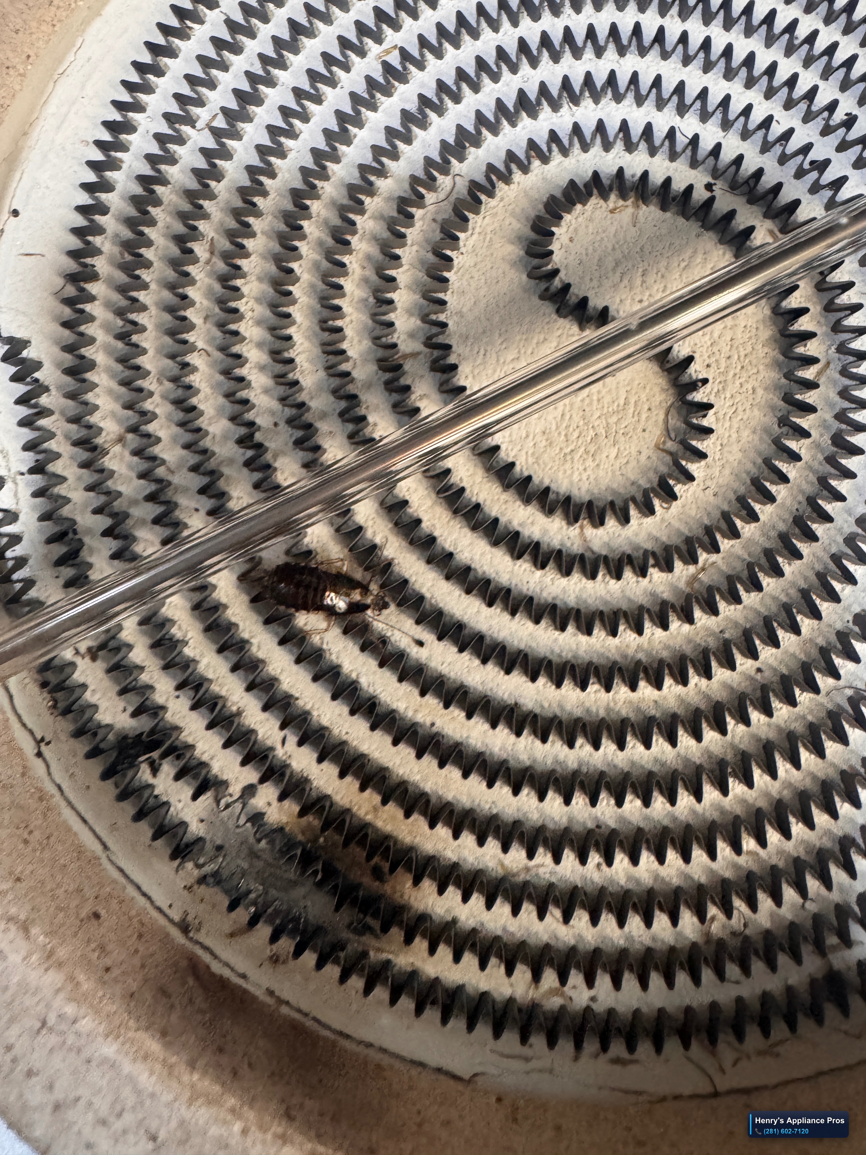 cooktop repair: cockroach tried to heat up but burn element and itself) 